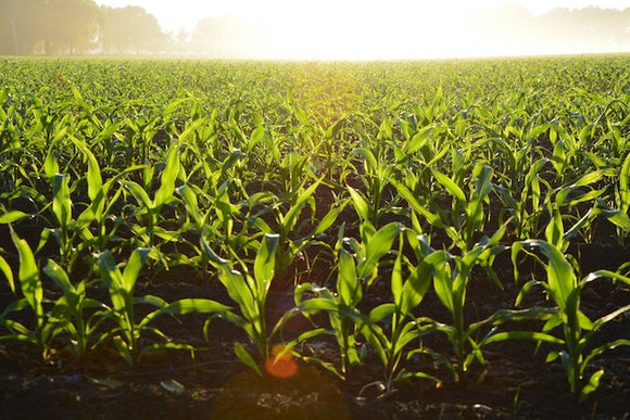 Business - TechCrunch: AI startup speeds up the creation of climate-resilient crops