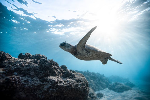 Ursa Nova - Risk - The Verge: The Great Barrier Reef faces its biggest threat in centuries