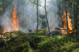 Ursa Nova - Risk - CNN: How a warming climate is setting the stage for fast-spreading, destructive wildfires