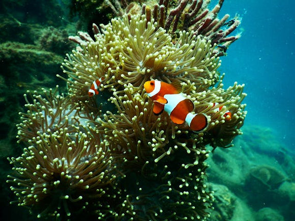 Ursa Nova - Risk - AP News: Great Barrier Reef waters were hottest in 400 years over the past decade, study finds