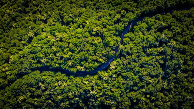 Home countries of major rainforests agree to work together to save